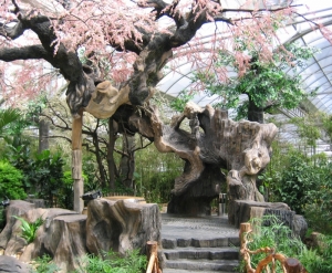 樱花树